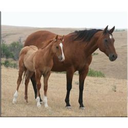 Shameless Fox - 1993 Bay AQHA Mare