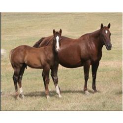 Shugars Best - 1994 Chestnut AQHA Mare