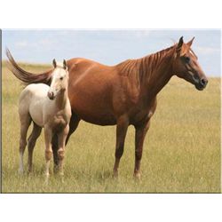 Lace Pep San - 2005 Sorrel AQHA Mare