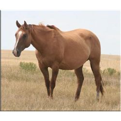 HLC Freckles Smokin - 2002 Red Dun AQHA Mare