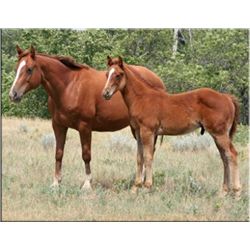 Last Demonstrator - 2006 Sorrel AQHA Mare