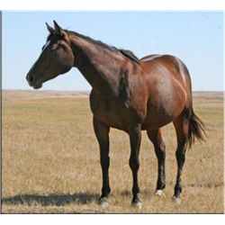 Cry Colonel - 2007 Brown AQHA Mare
