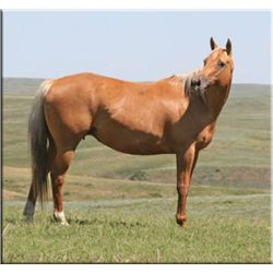 Red Ace Socks - 1998 Golden Palomino AQHA Mare