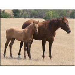 Rock N Roll Socks - 1998 Chestnut AQHA Mare