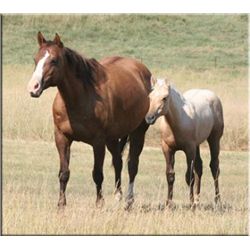 Sun Socks Countessa - 2001 Chestnut AQHA Mare