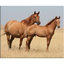 Sak Em Dun - 1998 Red Dun AQHA Mare