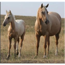 WS Sak Em Bunkie - 1998 Palomino AQHA Mare