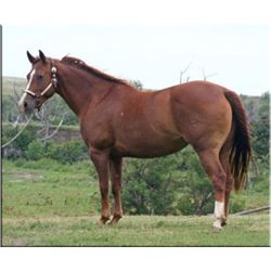 Sakem Shanook - 2001 Sorrel AQHA Mare