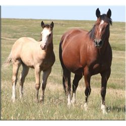 Berts Miss Frenchman - 2000 Bay AQHA Mare