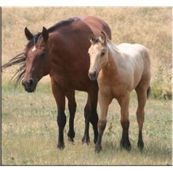 Ms Freckles Frost - 1996 Bay AQHA Mare