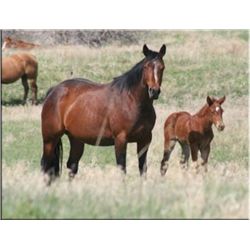 Driftin Loma - 2004 Bay AQHA Mare