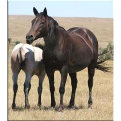 Ms Pocos Cougar Gal - 1991 Blue Roan AQHA Mare