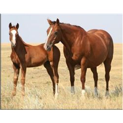 Carlito Lady - 1993 Chestnut AQHA Mare