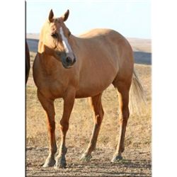 HLC Smooth Winter - 2006 Palomino AQHA Mare