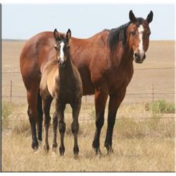 Red Hot Cozmo - 2001 Bay AQHA Mare