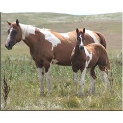 Two Shots - 2002 Sorrel Tobiano APHA Mare