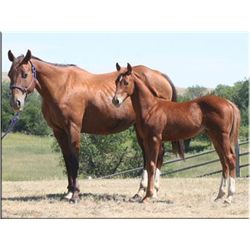 Little Auntie Agnes - 2000 Sorrel AQHA Mare