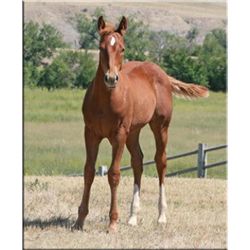 Auntie Agnes colt - 2012 Bay AQHA Filly