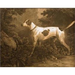 A Foxhound Bitch with four puppies, and A ...
