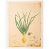 Image 1 : Will Mentor, How to Grow an Onion, Lithograph