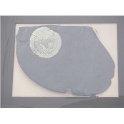 Marcasite on Matrix Framed Minerals