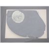 Image 1 : Marcasite on Matrix Framed Minerals