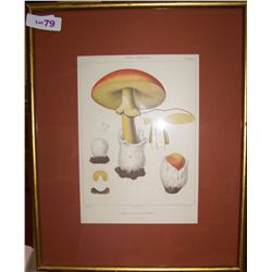 MUSHROOMS Vintage Print unsigned 17.5 T x 22W