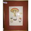 Image 1 : MUSHROOMS Vintage Print unsigned 17.5 T x 22W