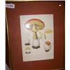 Image 2 : MUSHROOMS Vintage Print unsigned 17.5 T x 22W