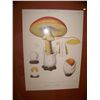 Image 3 : MUSHROOMS Vintage Print unsigned 17.5 T x 22W