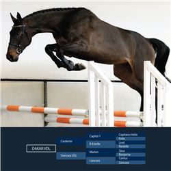 Dakar VDL - Dark Brown - KWPN - Gelding - May 11th, 2008 - XL