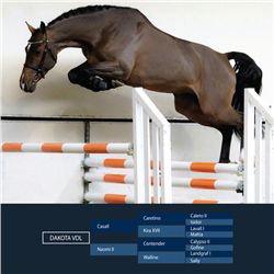 Dakota VDL Brown - Holstein - KWPN APROVED - Stallion - March 12th, 2008 - M.
