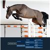 Image 1 : Defender JWB Brown - KWPN - Gelding - February 11th, 2008 - XL.