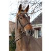 Image 2 : Defender JWB Brown - KWPN - Gelding - February 11th, 2008 - XL.