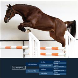 Desperado VDL Brown - KWPN - Gelding - February 11th, 2008 - M.