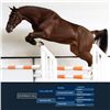 Image 1 : Desperado VDL Brown - KWPN - Gelding - February 11th, 2008 - M.
