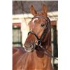 Image 2 : Desperado VDL Brown - KWPN - Gelding - February 11th, 2008 - M.