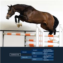 Diorado VDL Brown - KWPN - Gelding - June 30th, 2008 - M.