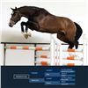 Image 1 : Diorado VDL Brown - KWPN - Gelding - June 30th, 2008 - M.