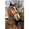 Image 2 : Diorado VDL Brown - KWPN - Gelding - June 30th, 2008 - M.