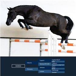 Diardo Black - KWPN - Gelding - May 22nd, 2008 - M.