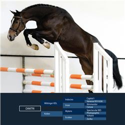 Dimitri Brown - KWPN - Gelding - February 11th, 2008 - XL.