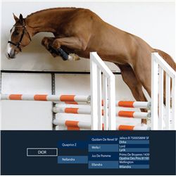 Dior Brown - KWPN - Gelding - February 11th, 2008 - M.