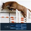 Image 1 : Dior Brown - KWPN - Gelding - February 11th, 2008 - M.