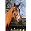 Image 2 : Dior Brown - KWPN - Gelding - February 11th, 2008 - M.
