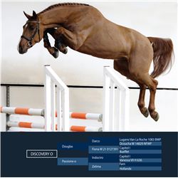 Discovery O Dark Chestnut - KWPN - Gelding - April 17th, 2008 - M.