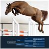 Image 1 : Discovery O Dark Chestnut - KWPN - Gelding - April 17th, 2008 - M.