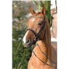 Image 2 : Discovery O Dark Chestnut - KWPN - Gelding - April 17th, 2008 - M.