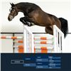 Image 1 : Doman Brown - KWPN - Gelding - March 9th, 2008 - M.