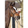 Image 2 : Doman Brown - KWPN - Gelding - March 9th, 2008 - M.